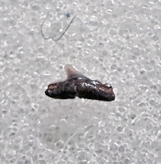 Aurora Rhizoprionodon tooth | Buried Treasure Fossils
