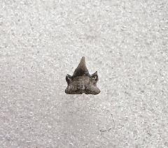 Lee Creek Cat shark tooth | Buried Treasure Fossils