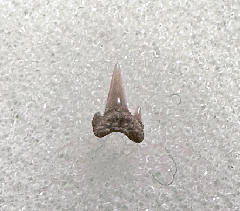 Lee Creek Scyliorhinus tooth for sale | Buried Treasure Fossils