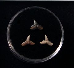 Carcharhinus macloti