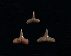 Carcharhinus macloti