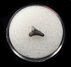 Real Lee Creek Sphyrna lewini tooth | Buried Treasure Fossils