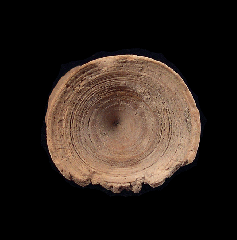 Rare Aurora Shark vertebra for sale | Buried Treasure Fossils