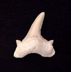 Pathologic Teeth