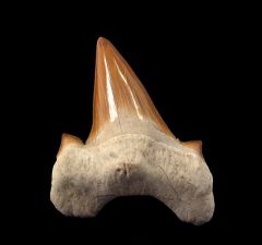 Moroccan Otodus tooth lateral | Buried Treasure Fossils