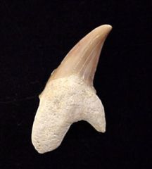 Pathologic Teeth