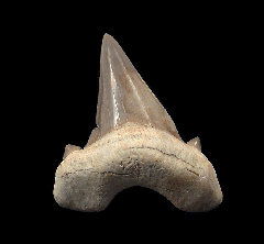 Multiple cusp Otodus tooth for sale | Buried Treasure Fossils
