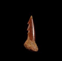 Moroccan Onchopristis dunklei tooth for sale| Buried Treasure Fossils