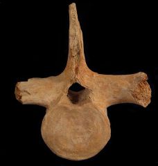 Mosasaurus anceps