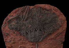 Moroccan crinoid 