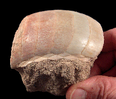 Myliobatus dixoni