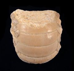 Myliobatus dixoni