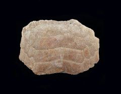 Myliobatus dixoni