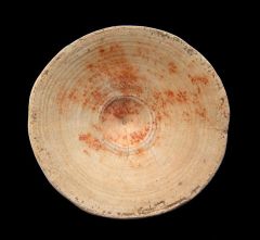 Large Otodus vertebra for sale | Buried Treasure Fossils