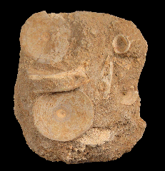 Moroccan Otodus shark vertebra for sale | Buried Treasure Fossils