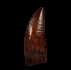 Huge Carcharodontosaurus saharicus tooth for sale | Buried Treasure Fossils