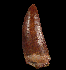 Real Carcharodontosaurus saharicus tooth for sale | Buried Treasure Fossils