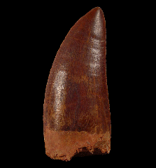 Top quality Carcharodontosaurus tooth from Morocco 