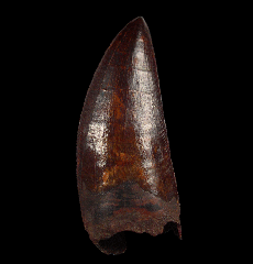 Large Carcharodontosaurus tooth for sale 