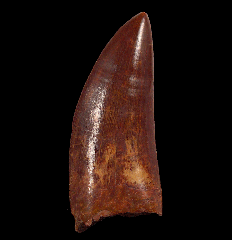 Carcharodontosaurus tooth for sale 