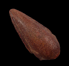 Rare Moroccan Spinosaurus pes claw 