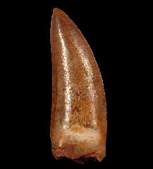 Extra Large Carcharodontosaurus tooth for sale 