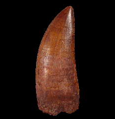 Large Carcharodontosaurus tooth for sale 