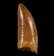 Real Carcharodontosaurus saharicus tooth for sale 