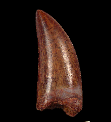 Real Carcharodontosaurus saharicus tooth for sale