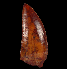 GEM Carcharodontosaurus tooth for sale 