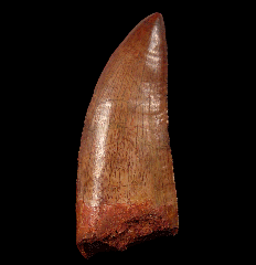 Carcharodontosaurus tooth