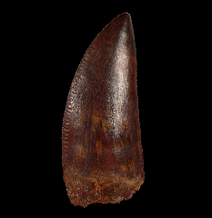 Rare Carcharodontosaurus saharicus tooth