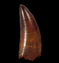 Top quality Carcharodontosaurus tooth from Morocco