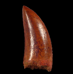 Moroccan Carcharodontosaurus tooth for sale
