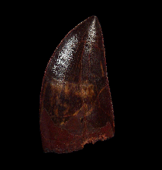 Ultra rare Carcharodontosaurus dinosaur tooth from Morocco | Buried Treasure Fossils