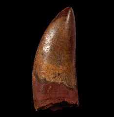 Top quality Carcharodontosaurus tooth from Morocco for sale