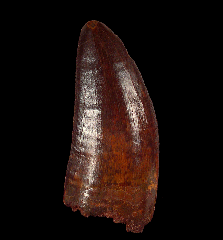 Extra Large Carcharodontosaurus dinosaur tooth for sale