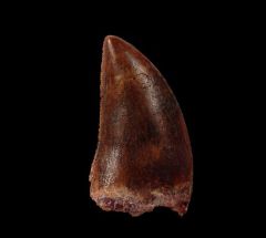 Authentic Carcharodontosaurus dinosaur tooth for sale | Buried Treasure Fossils