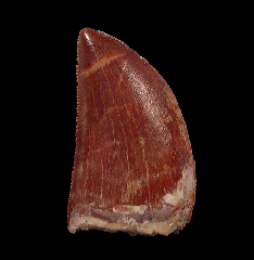 Red Carcharodontosaurus dinosaur tooth for sale | Buried Treasure Fossils