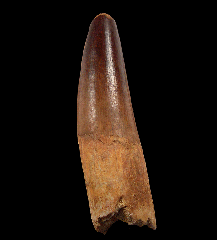 Thick Spinosaurus tooth for sale