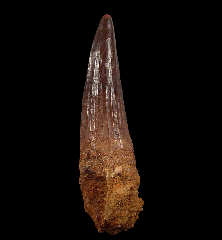 Spinosaurus aegyptiacus