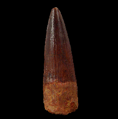 Spinosaurus tooth