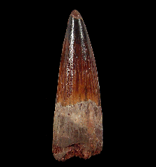 Red Spinosaurus tooth for sale