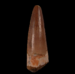 Spinosaurus tooth