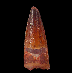 Spinosaurus tooth