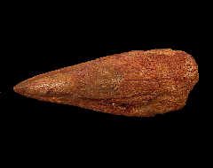 Spinosaurus pes claw | Buried Treasure Fossils