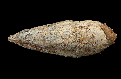 Rare Moroccan Spinosaurus foot claw | Buried Treasure Fossils