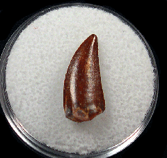 Abelisaur tooth from Morocco | Buried Treasure Fossils