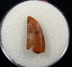 Raptor tooth for sale from the Kem Kem