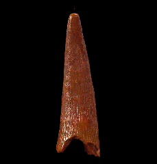 Real Kem Kem Pterosaur tooth for sale